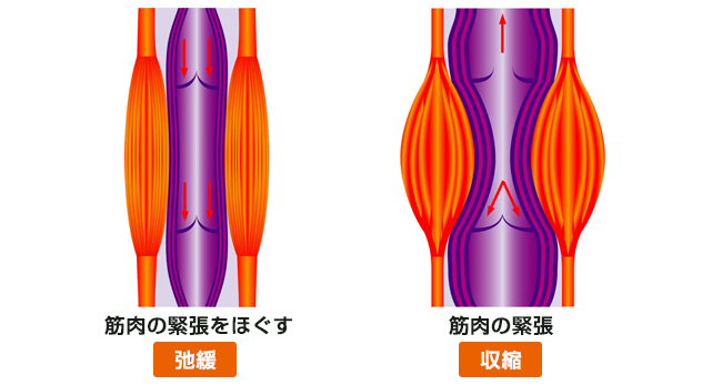 筋肉の収縮